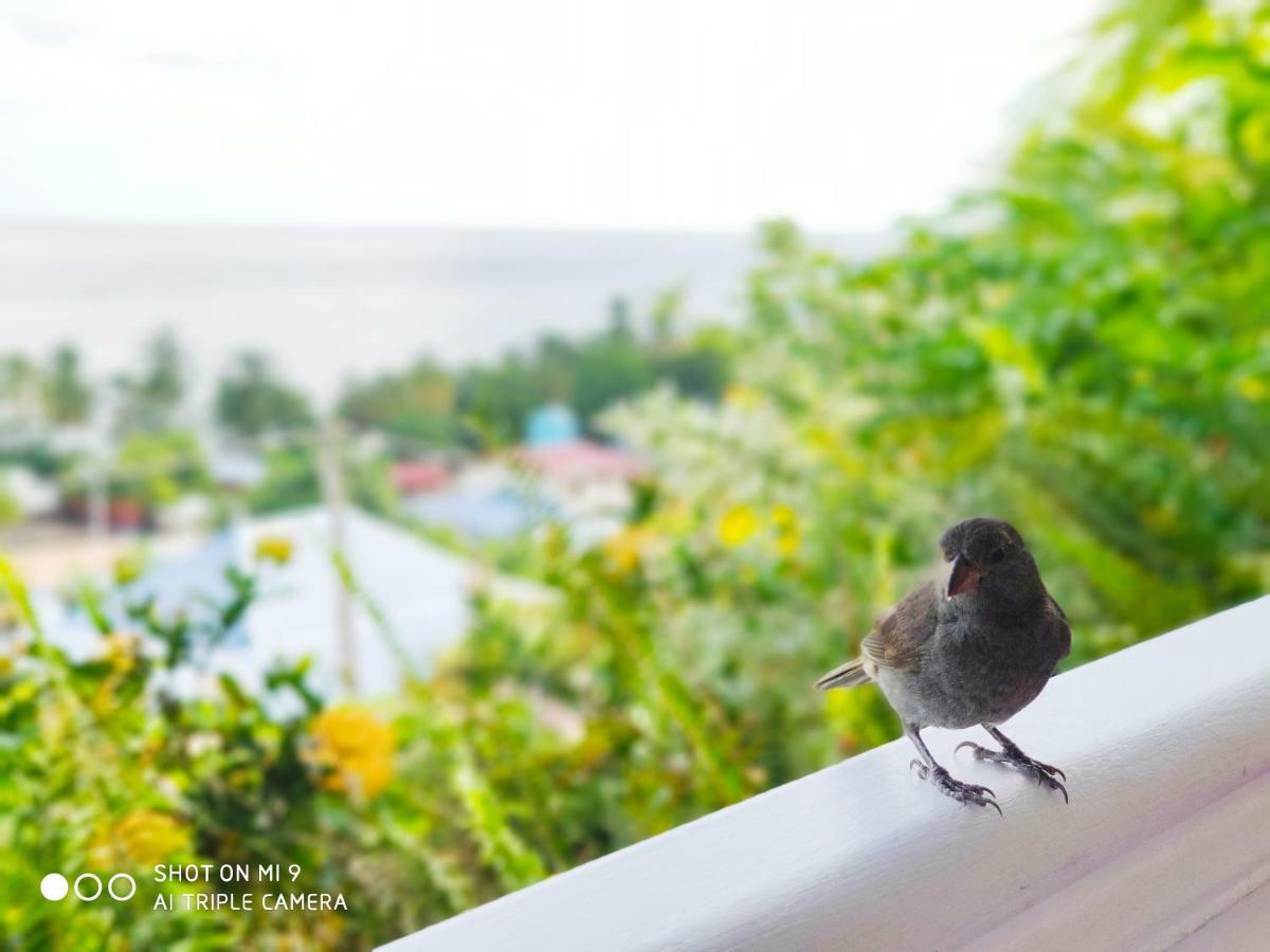 Hotel Le Manguier Morne Pavillon Dış mekan fotoğraf